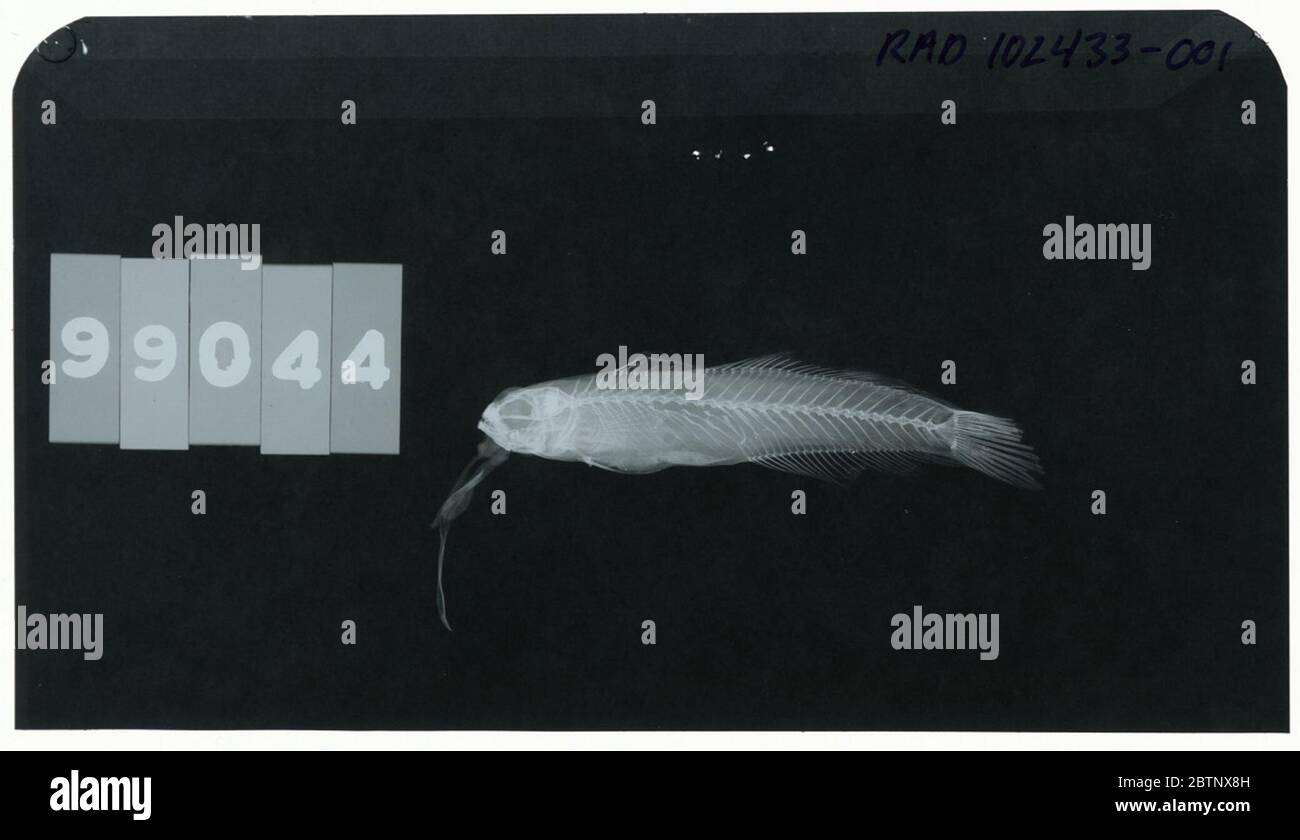 Nemateleotris magnificus. Radiograph is of a holotype; The Smithsonian NMNH Division of Fishes uses the convention of maintaining the original species name for type specimens designated at the time of description. Stock Photo