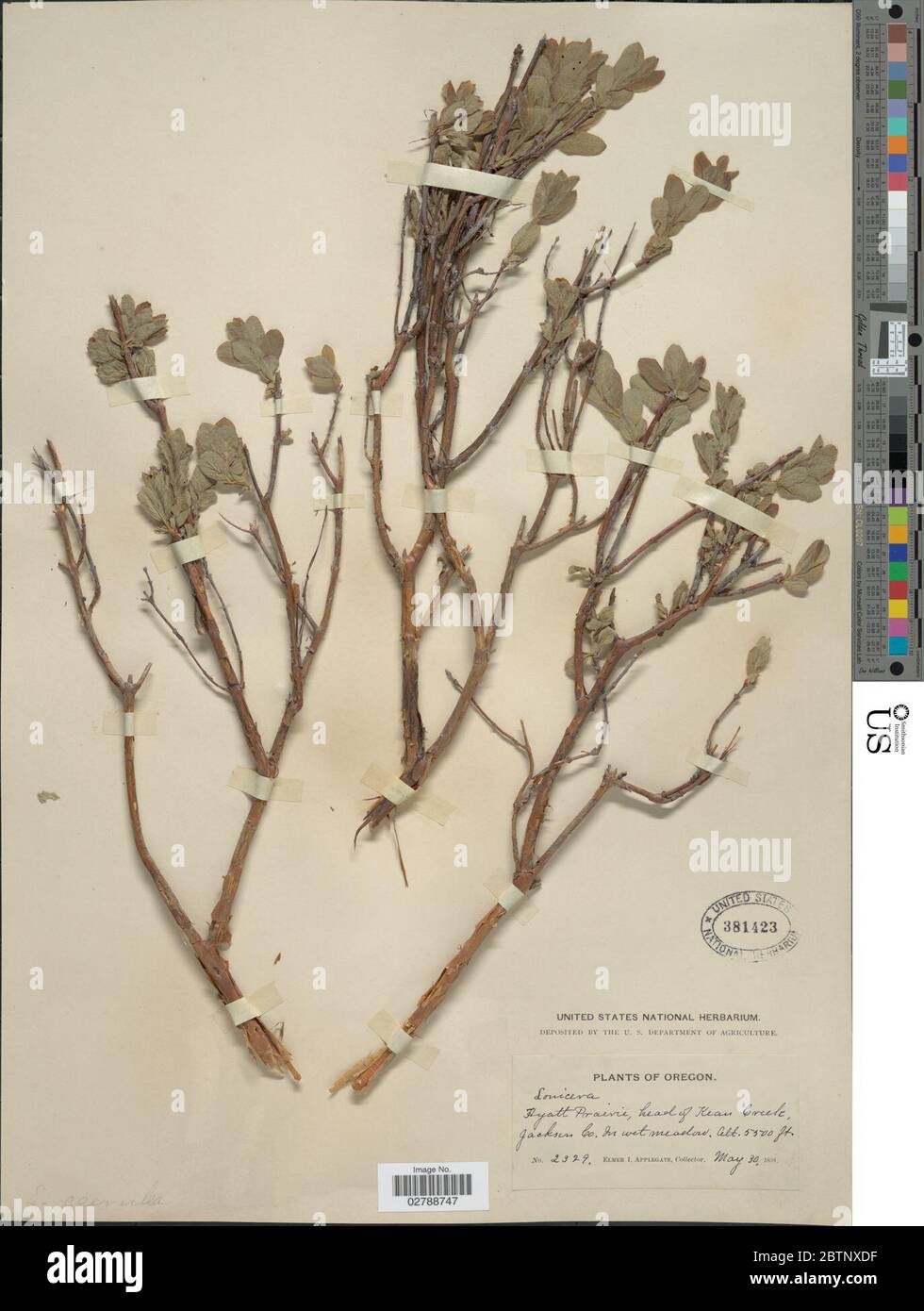 Lonicera caerulea L Stock Photo Alamy