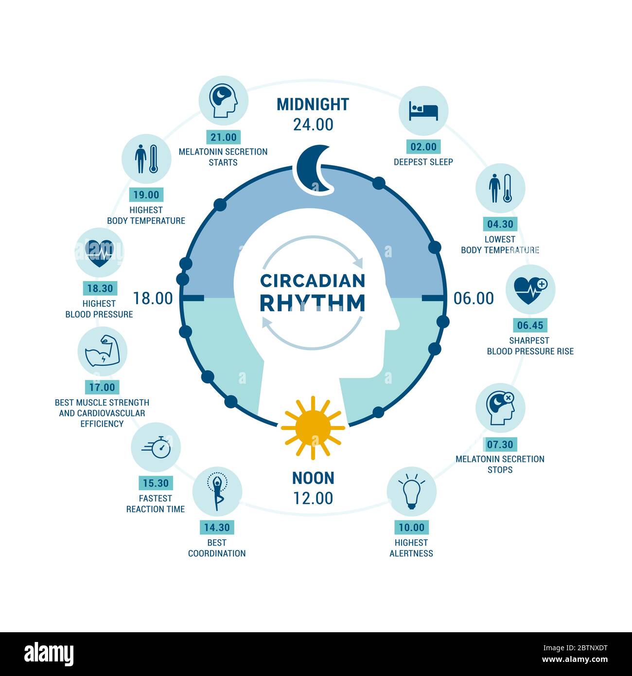 Circadian rhythm and sleep-wake cycle: how exposure to sunlight regulates hormones production and body processes during day and night Stock Vector