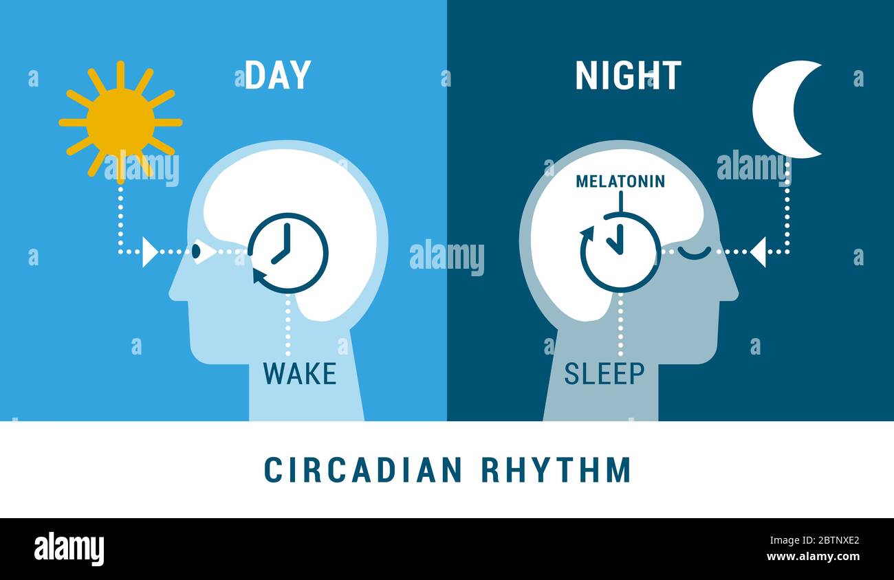 The circadian rhythm and sleep-wake cycle: how exposure to sunlight regulates melatonin secretion and body processes during day and night Stock Vector