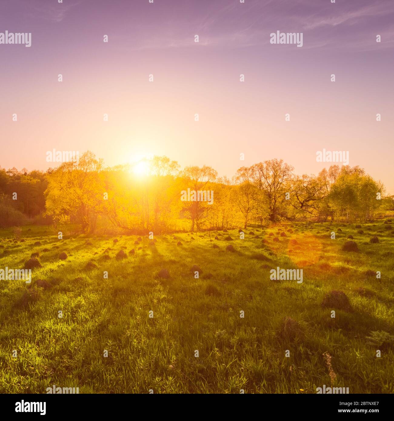 Sunset or dawn in a spring field with green grass, a path with tire marks, willows and a clear sky. The sun leaving deep shadows. Stock Photo