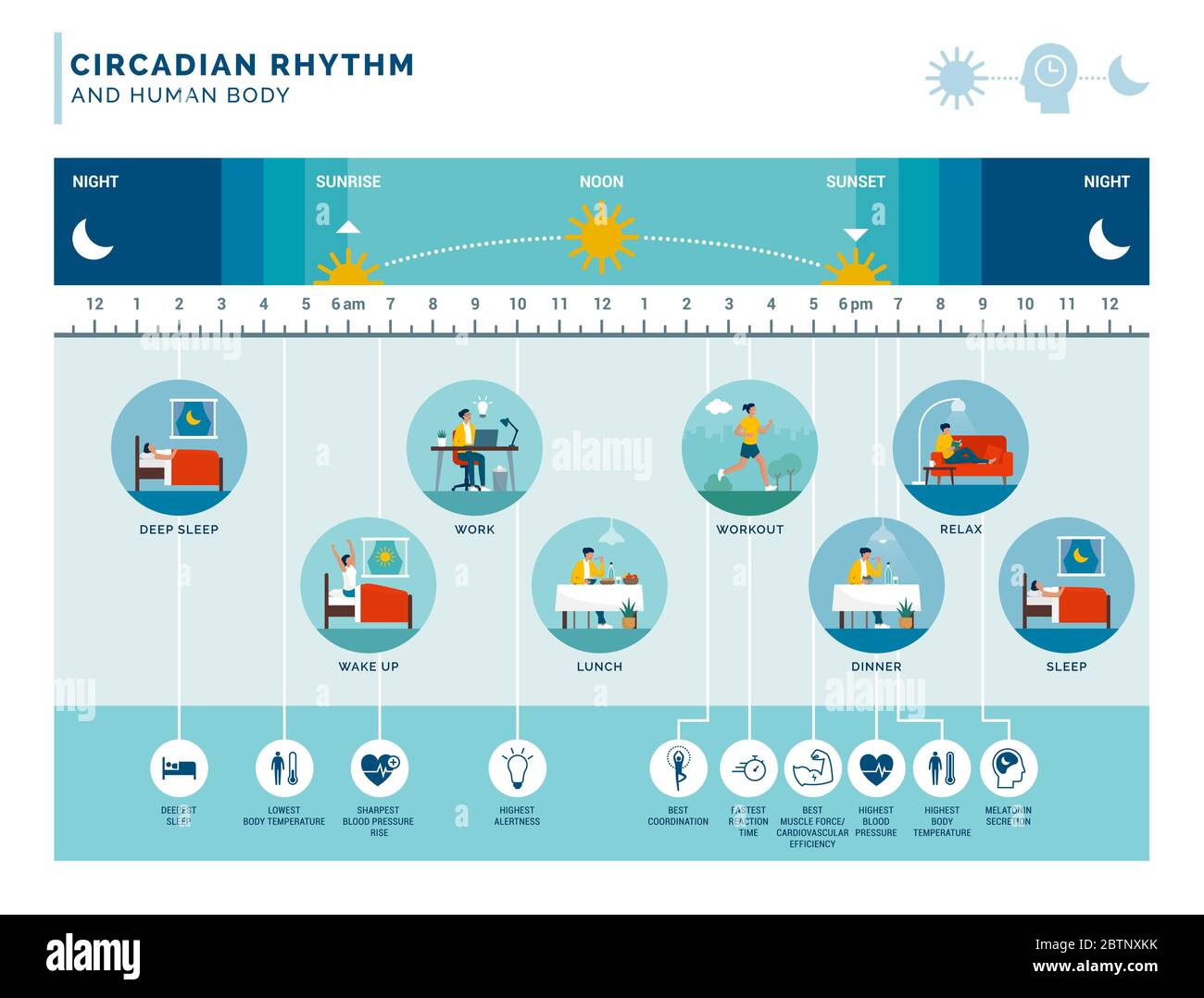 Circadian rhythm and daily activities: how exposure to sunlight regulates body processes during day and night Stock Vector
