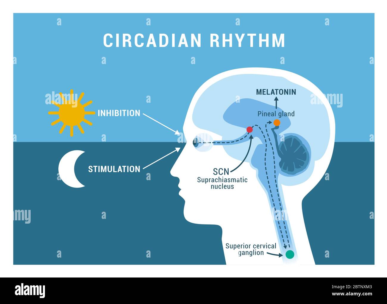 The circadian rhythm and sleep-wake cycle: how exposure to sunlight regulates melatonin secretion in the human brain and body processes Stock Vector