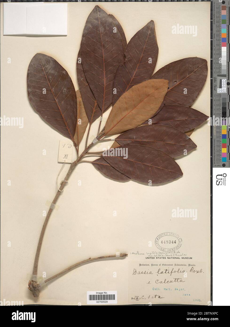 Madhuca longifolia J Koenig ex L JF Macbr. Stock Photo