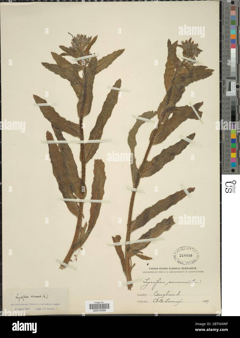 Lycopsis arvensis. Stock Photo