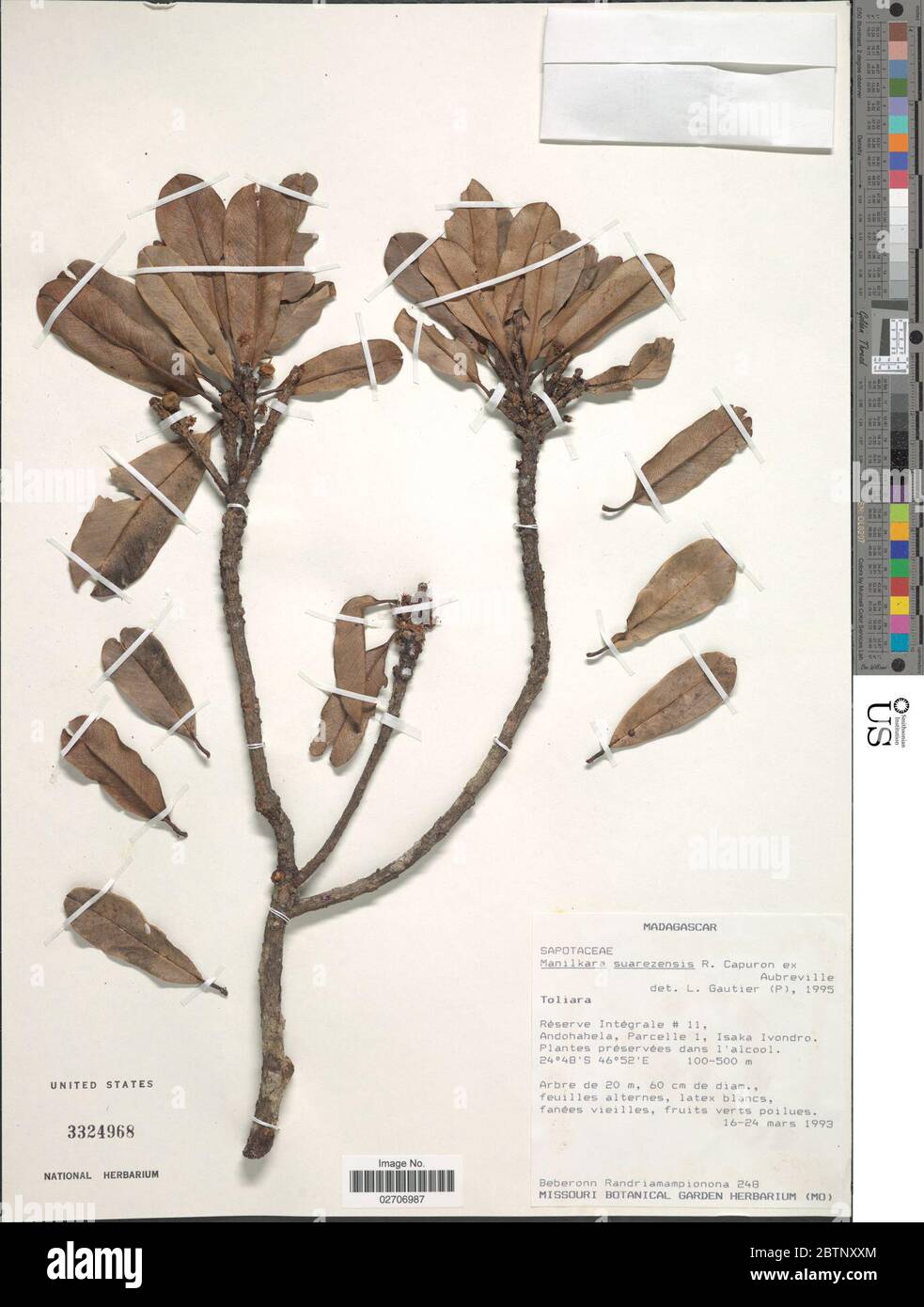 Manilkara suarezensis Capuron ex Aubrv. Stock Photo