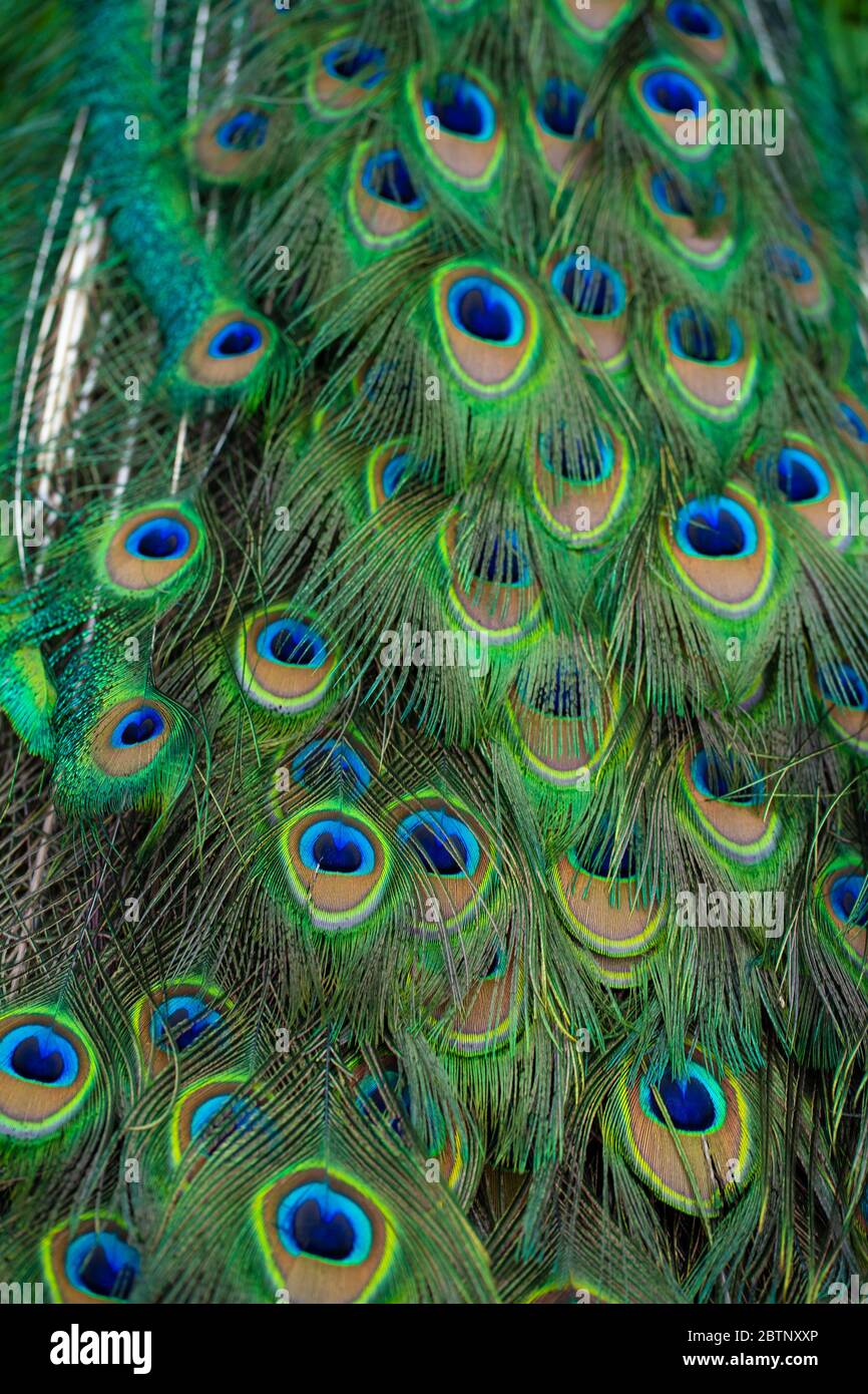 Closeup of a peacock's tail. Feathers on the tail of a peacock. Colors