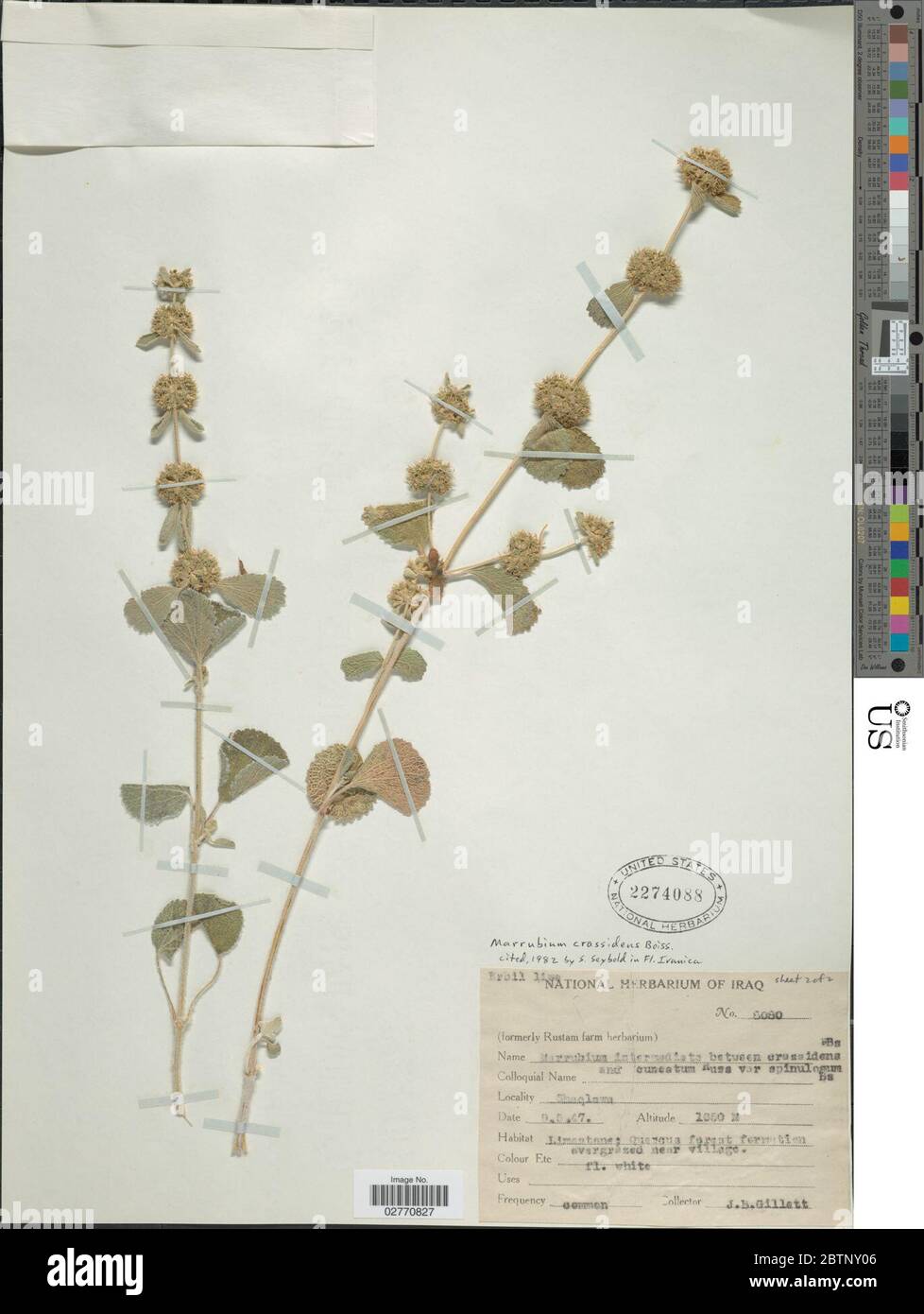 Marrubium crassidens Boiss Hohen. Stock Photo