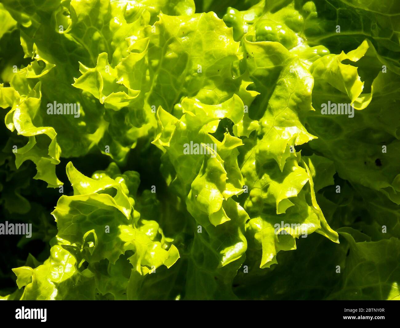 Green Crystal Lettuce Background Close-up Stock Photo