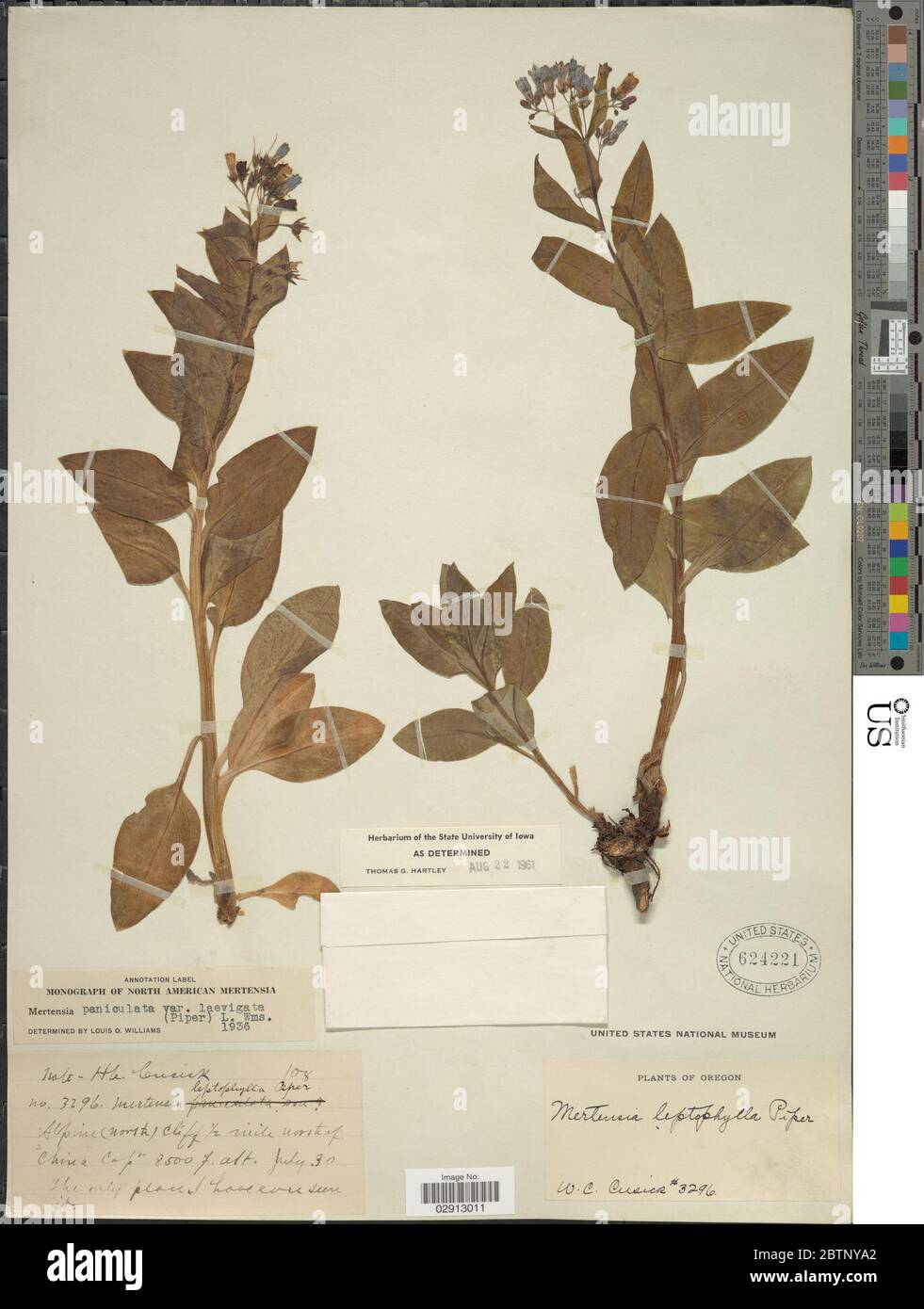 Mertensia paniculata var laevigata Piper LO Williams. Stock Photo