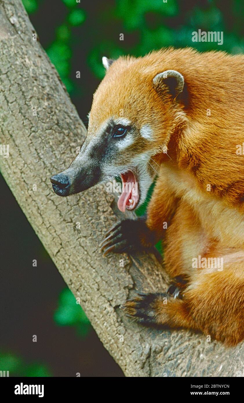 Ring-tailed Coati,  (Nasua nasua,)  from South America, south to Northern Argentina and Uruguay. Stock Photo