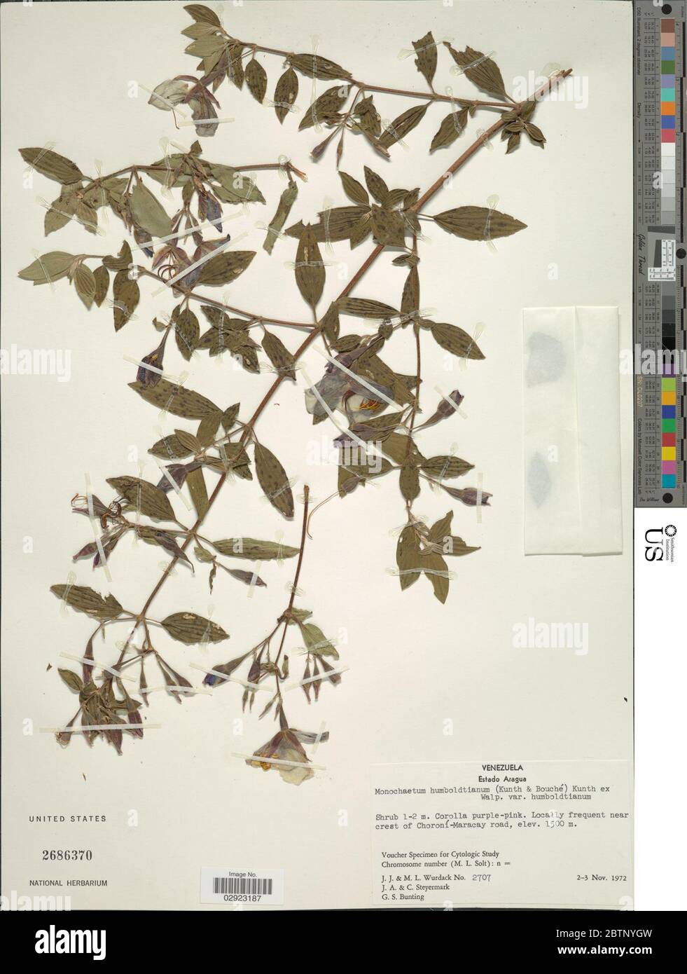 Monochaetum humboldtianum Kunth ex Walp. Stock Photo
