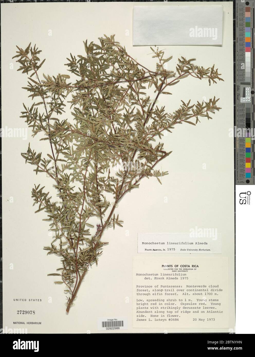 Monochaetum linearifolium Almeda. Stock Photo