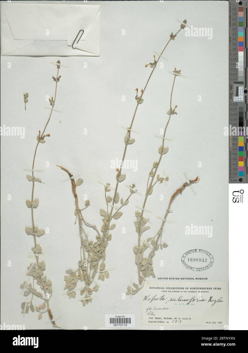Nepeta salviifolia Pers. Stock Photo