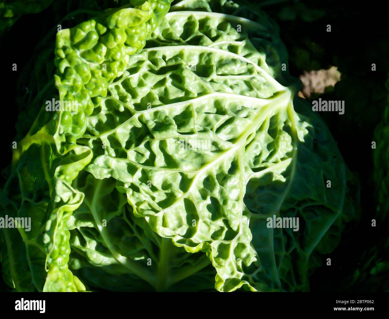 Background Sweet Green Kale Close-up Stock Photo
