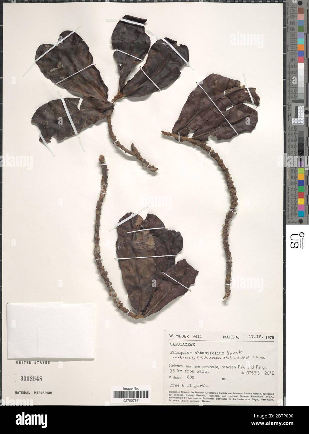 Palaquium obtusifolium Burck. Stock Photo
