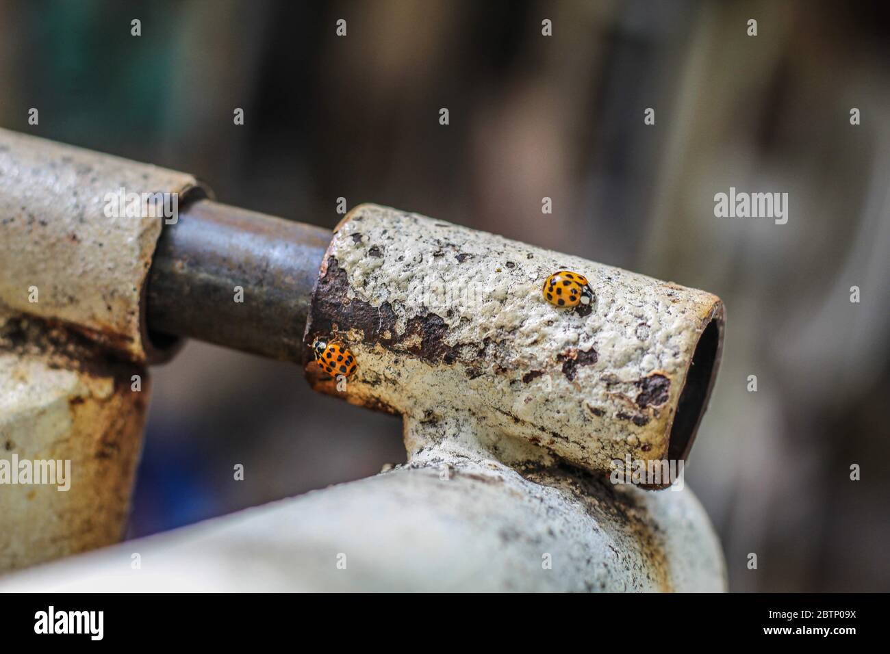 Ladybugs on a garden gate Stock Photo - Alamy