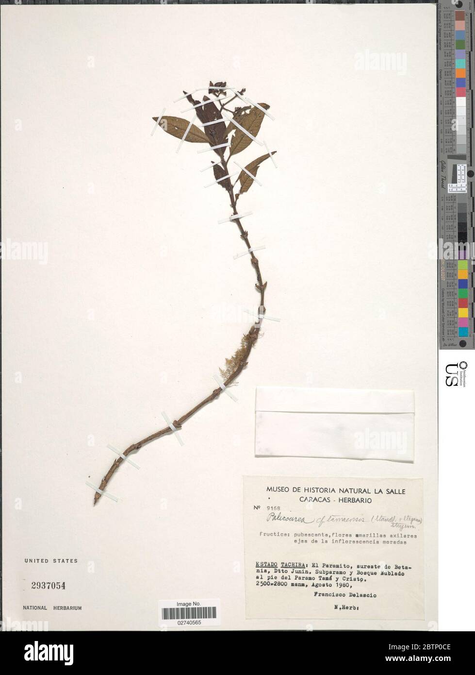 Palicourea tamaensis Standl Steyerm Steyerm. Stock Photo