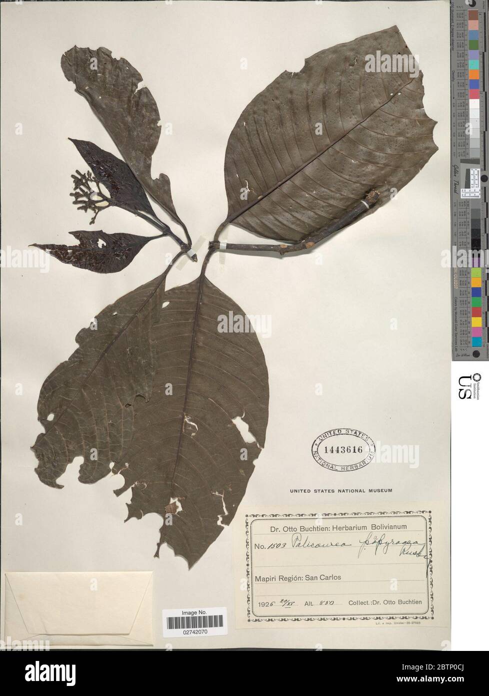 Palicourea papyracea Rusby. Stock Photo