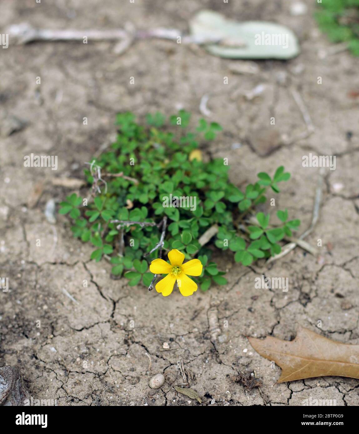 Single yellow flower blooming in the dry cracked earthsingle flower Stock Photo