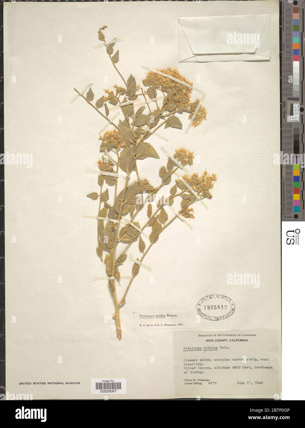 Petalonyx nitidus S Watson. Stock Photo