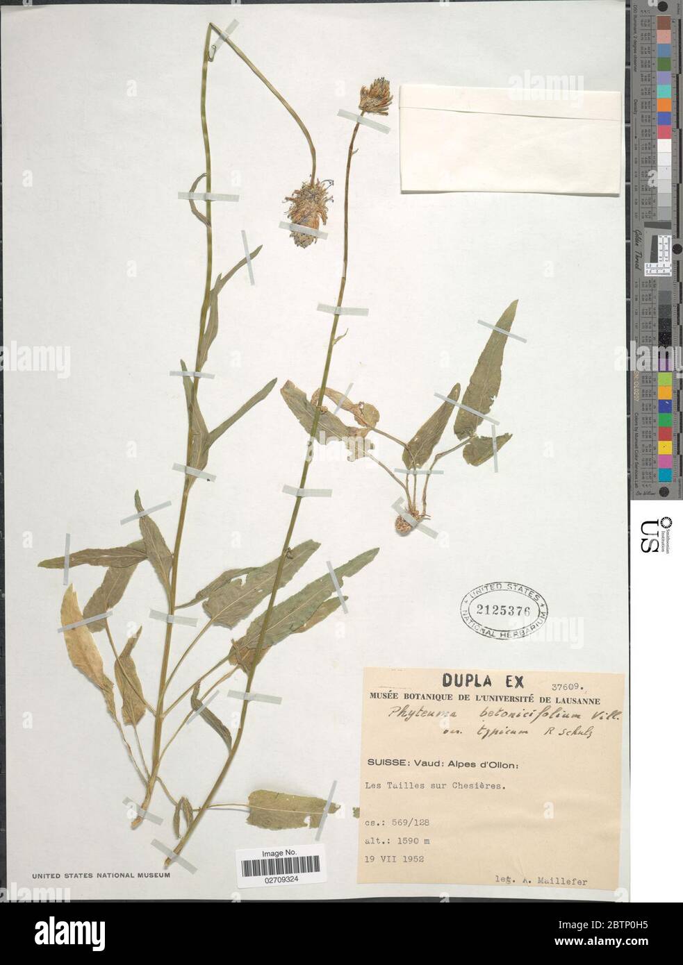 Phyteuma betonicifolium Vill. Stock Photo