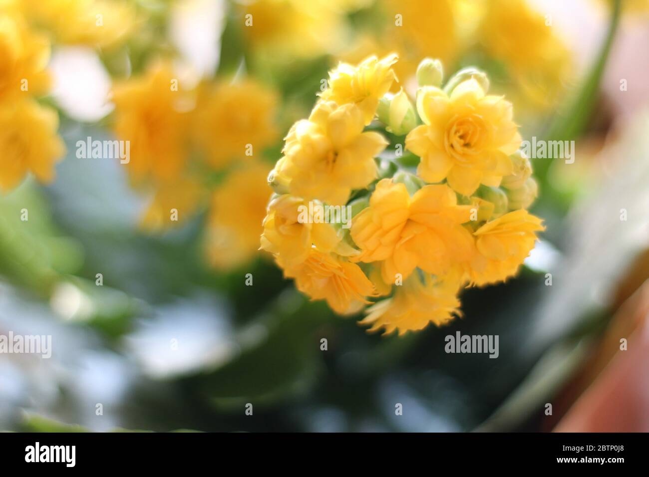 Kalanchoe flowers Stock Photo