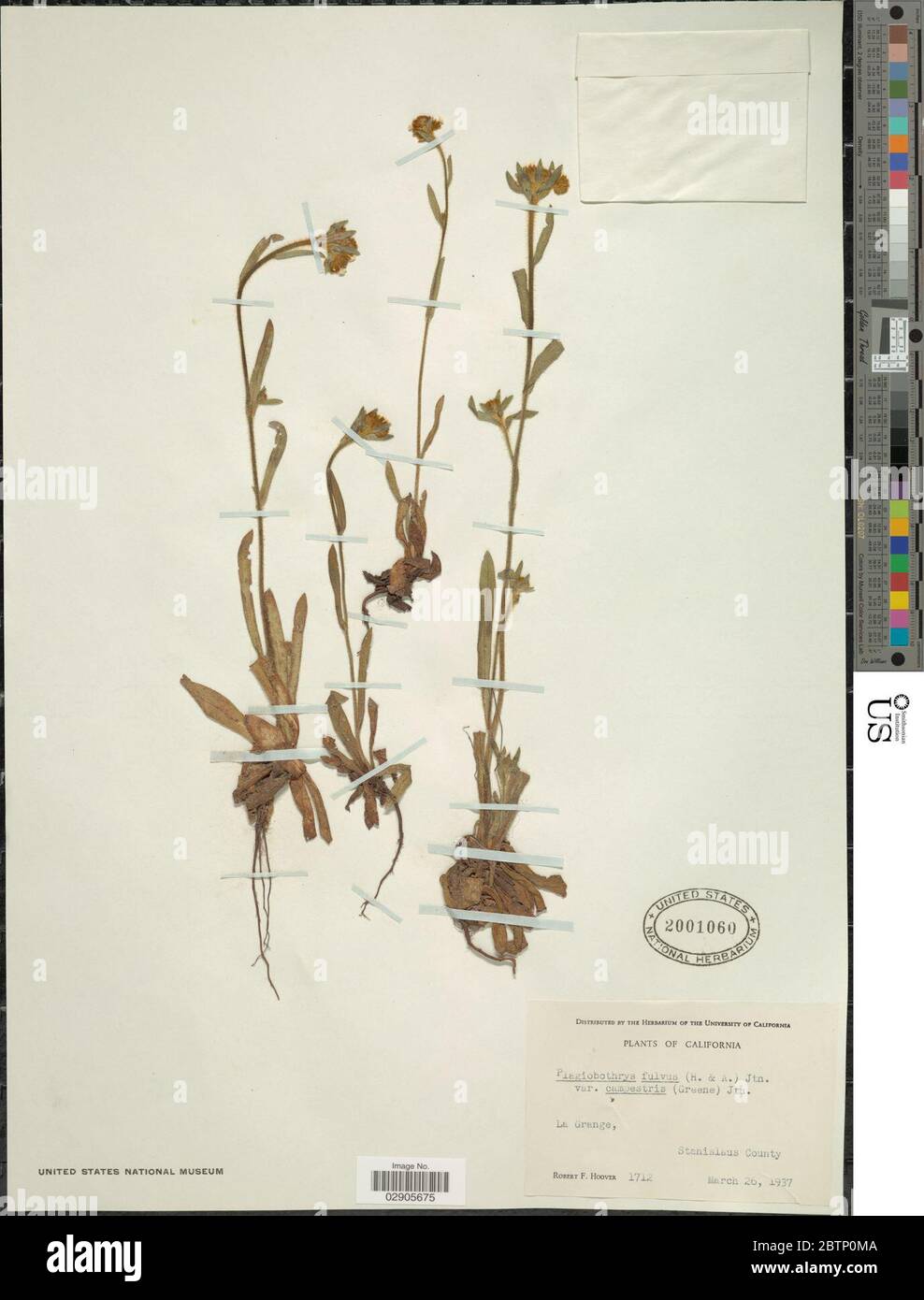 Plagiobothrys fulvus Hook Arn IM Johnst. Stock Photo