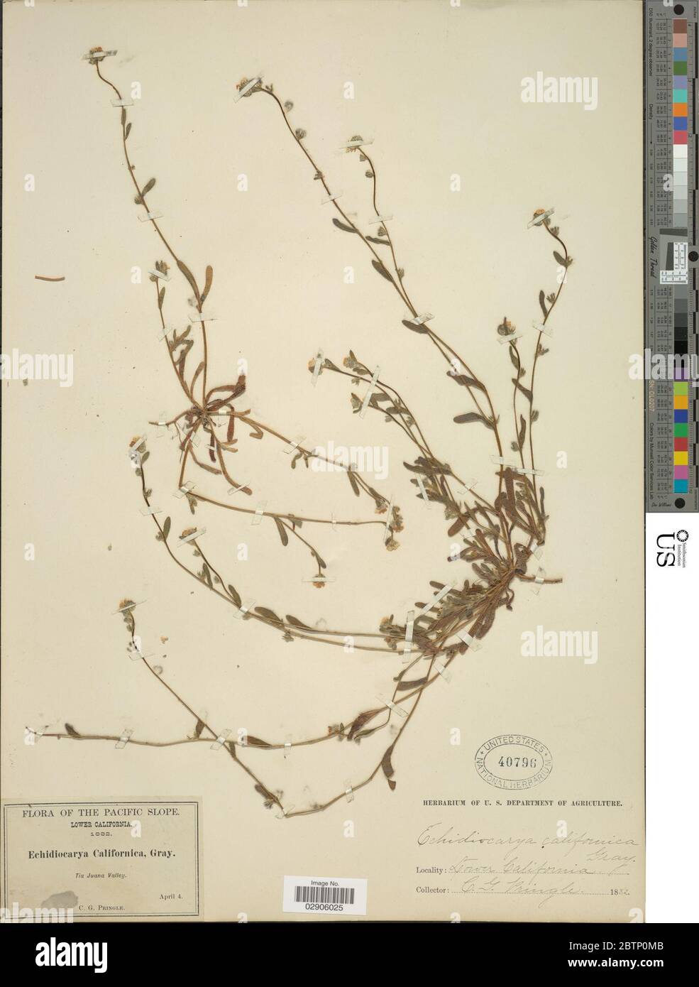 Plagiobothrys californicus A Gray Greene. Stock Photo