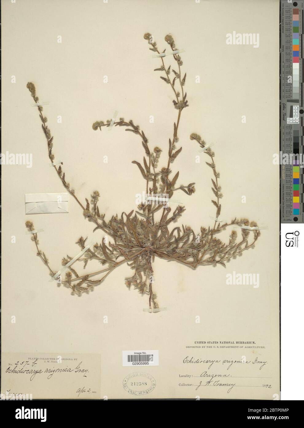 Plagiobothrys pringlei Greene. Stock Photo