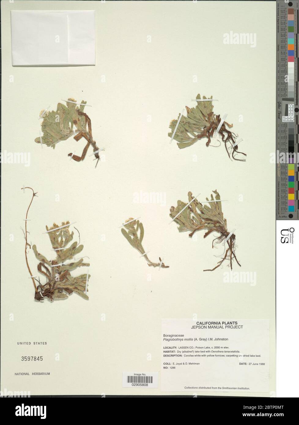 Plagiobothrys mollis A Gray IM Johnst. Stock Photo