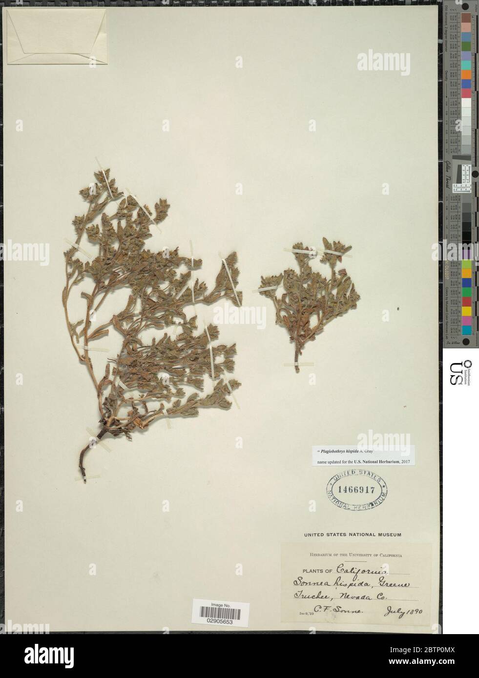Plagiobothrys hispida A Gray. Stock Photo