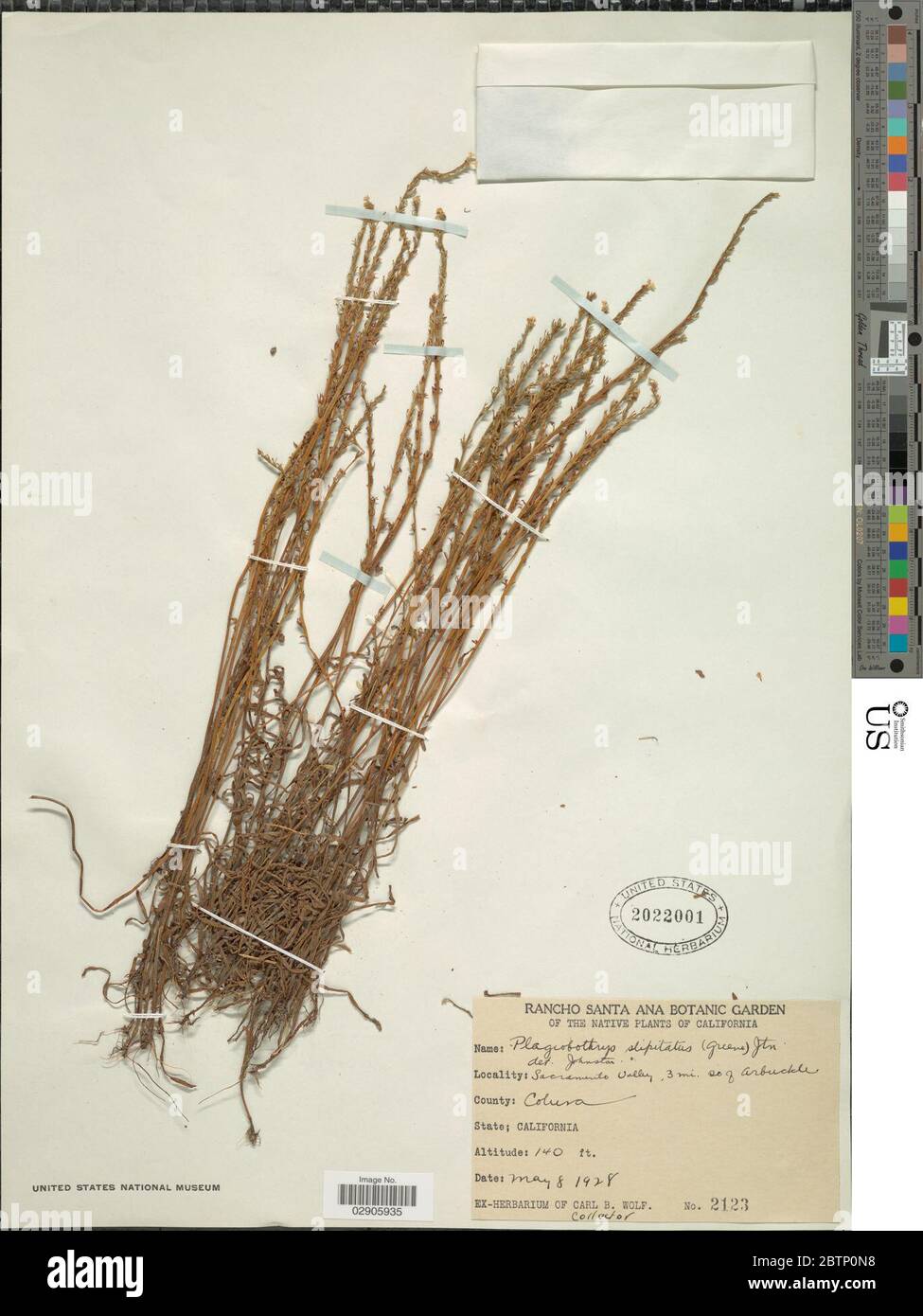 Plagiobothrys stipitatus Greene IM Johnst. Stock Photo