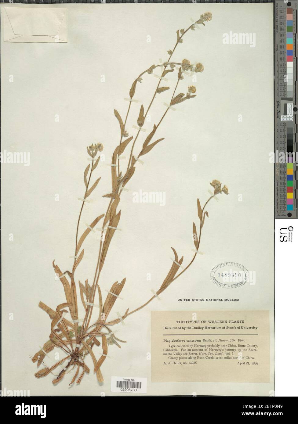 Plagiobothrys canescens Benth. Stock Photo