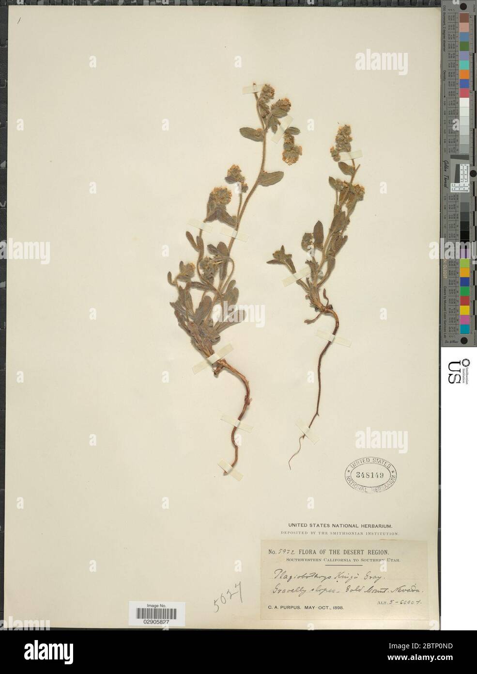 Plagiobothrys kingii S Watson A Gray. Stock Photo