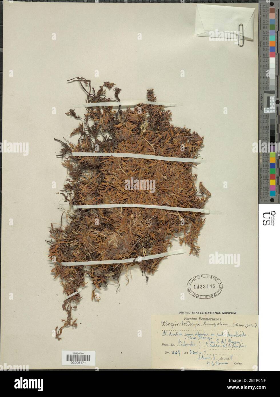 Plagiobothrys linifolius Willd ex Lehm IM Johnst. Stock Photo