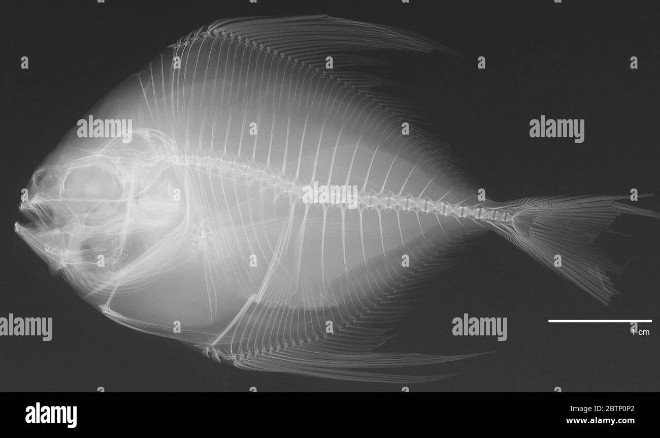 Parastromateus niger. X-rayed for V.G. Springer August/2005. Linen tag # 7912.30 Aug 20191 Stock Photo