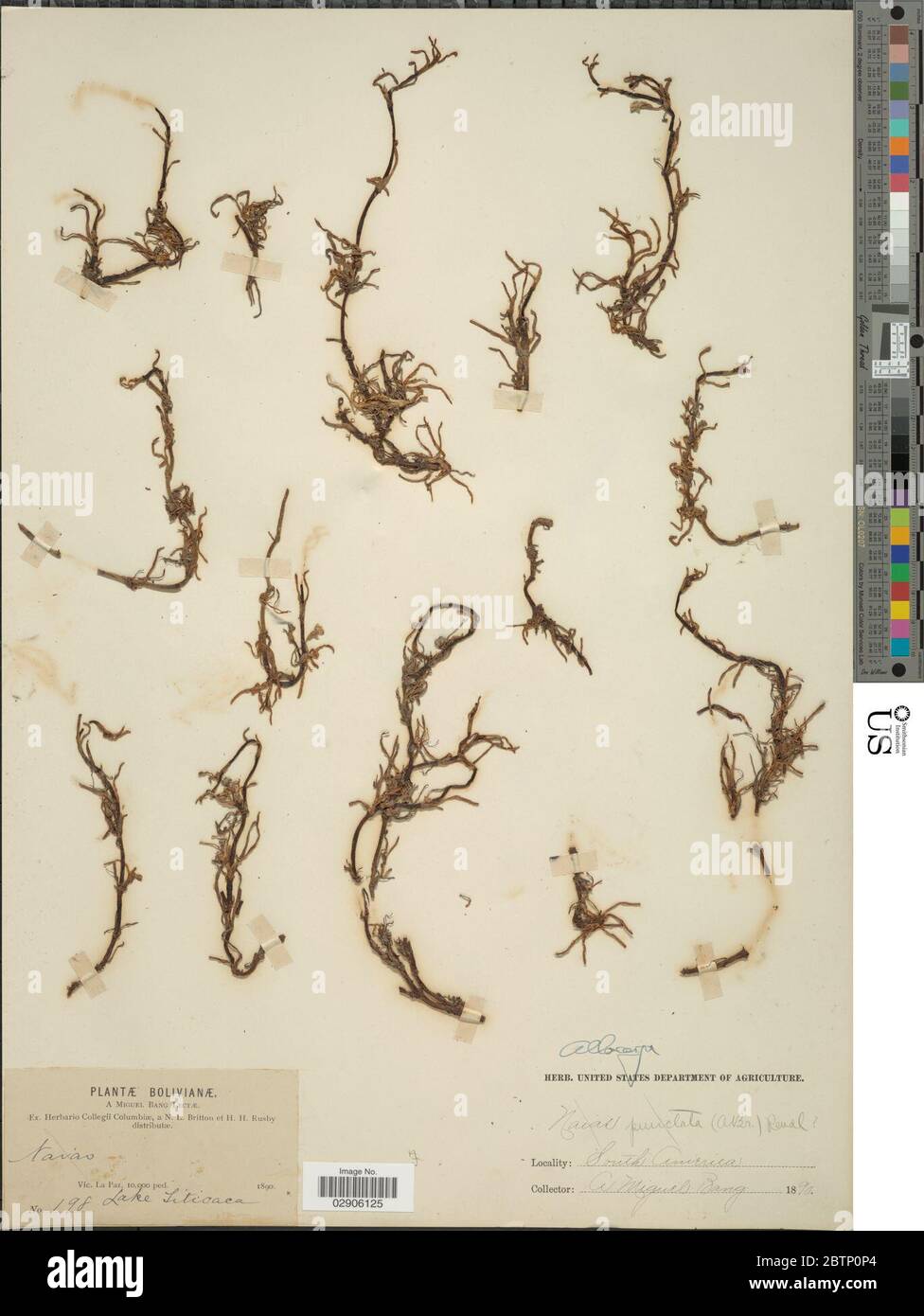 Plagiobothrys sp. Stock Photo