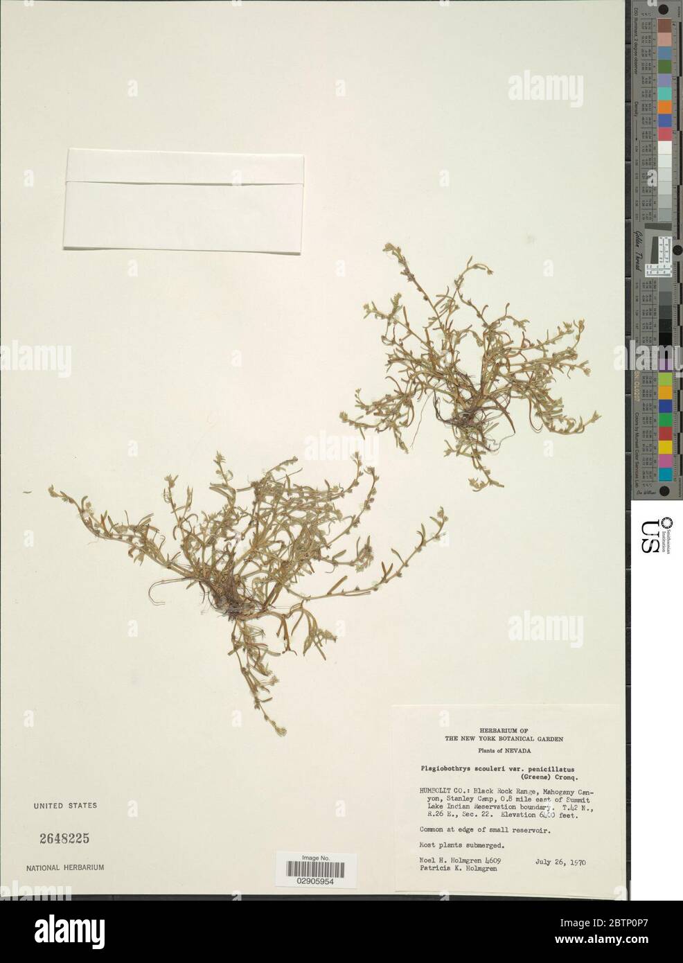 Plagiobothrys scouleri IM Johnst. Stock Photo