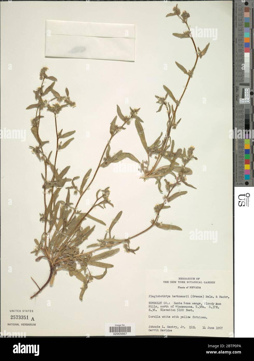 Plagiobothrys harknessii Greene A Nelson JF Macbr. Stock Photo