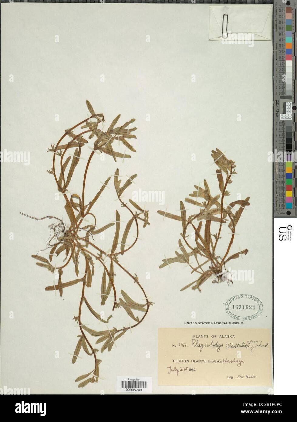 Plagiobothrys orientalis IM Johnst. Stock Photo