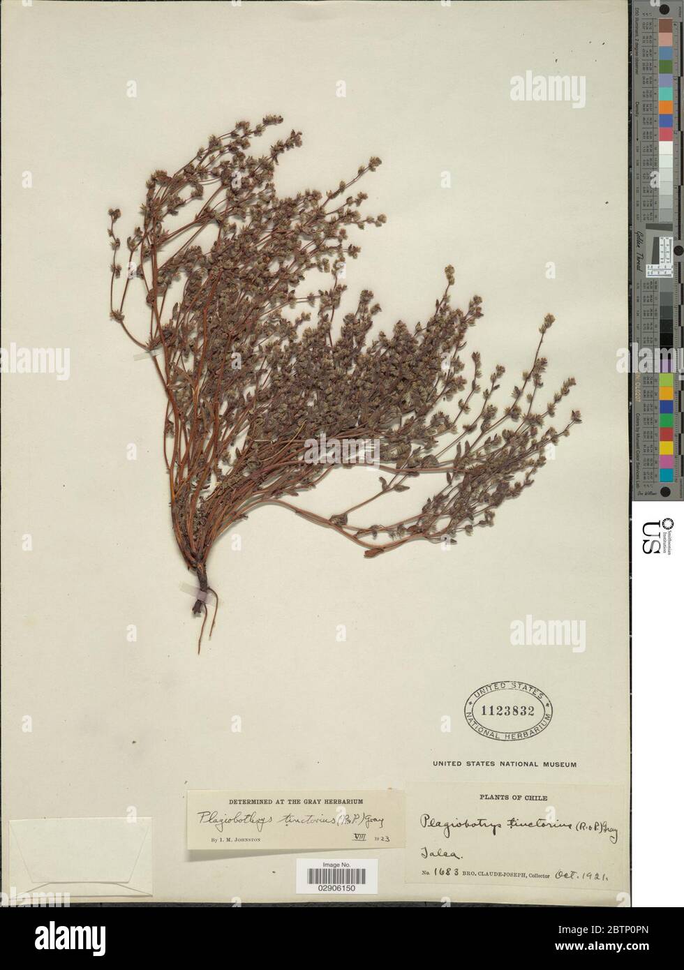 Plagiobothrys myosotoides Lehm Brand. Stock Photo