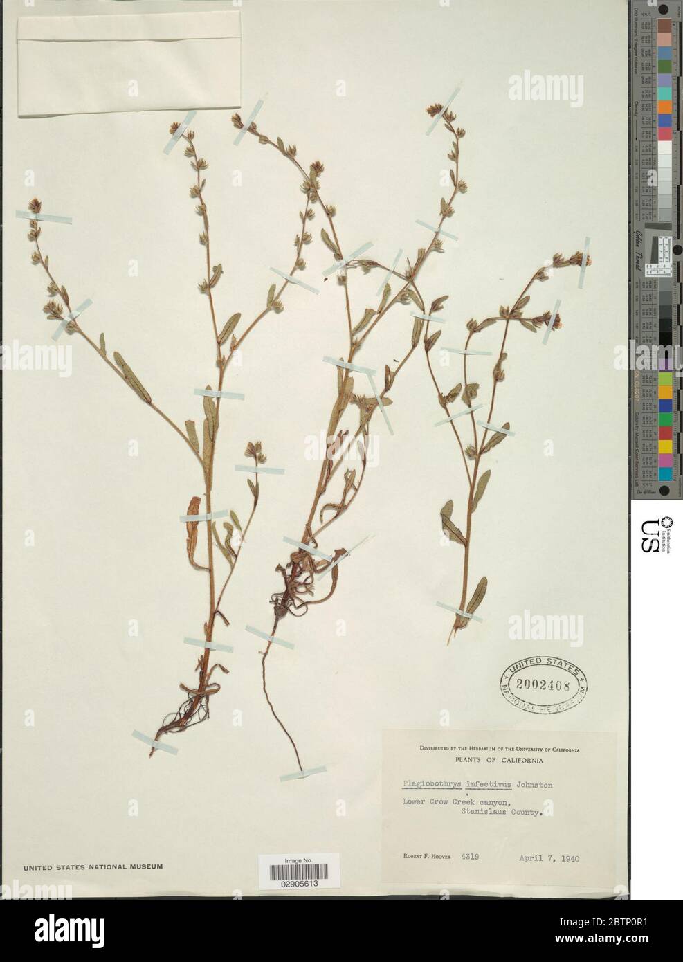 Plagiobothrys infectivus IM Johnst. Stock Photo
