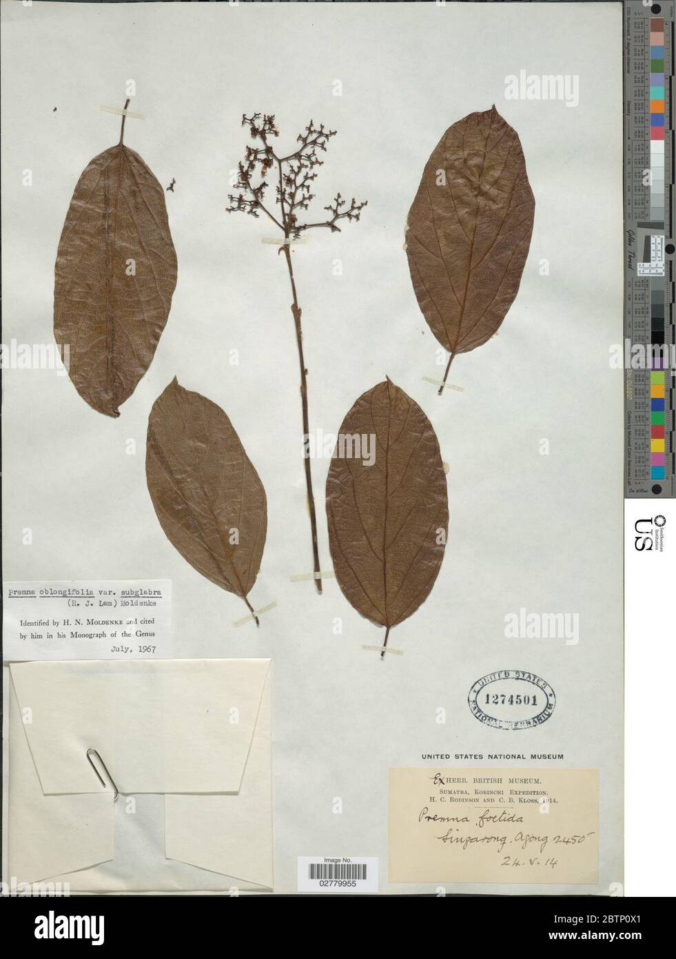 Premna oblongifolia Merr. Stock Photo