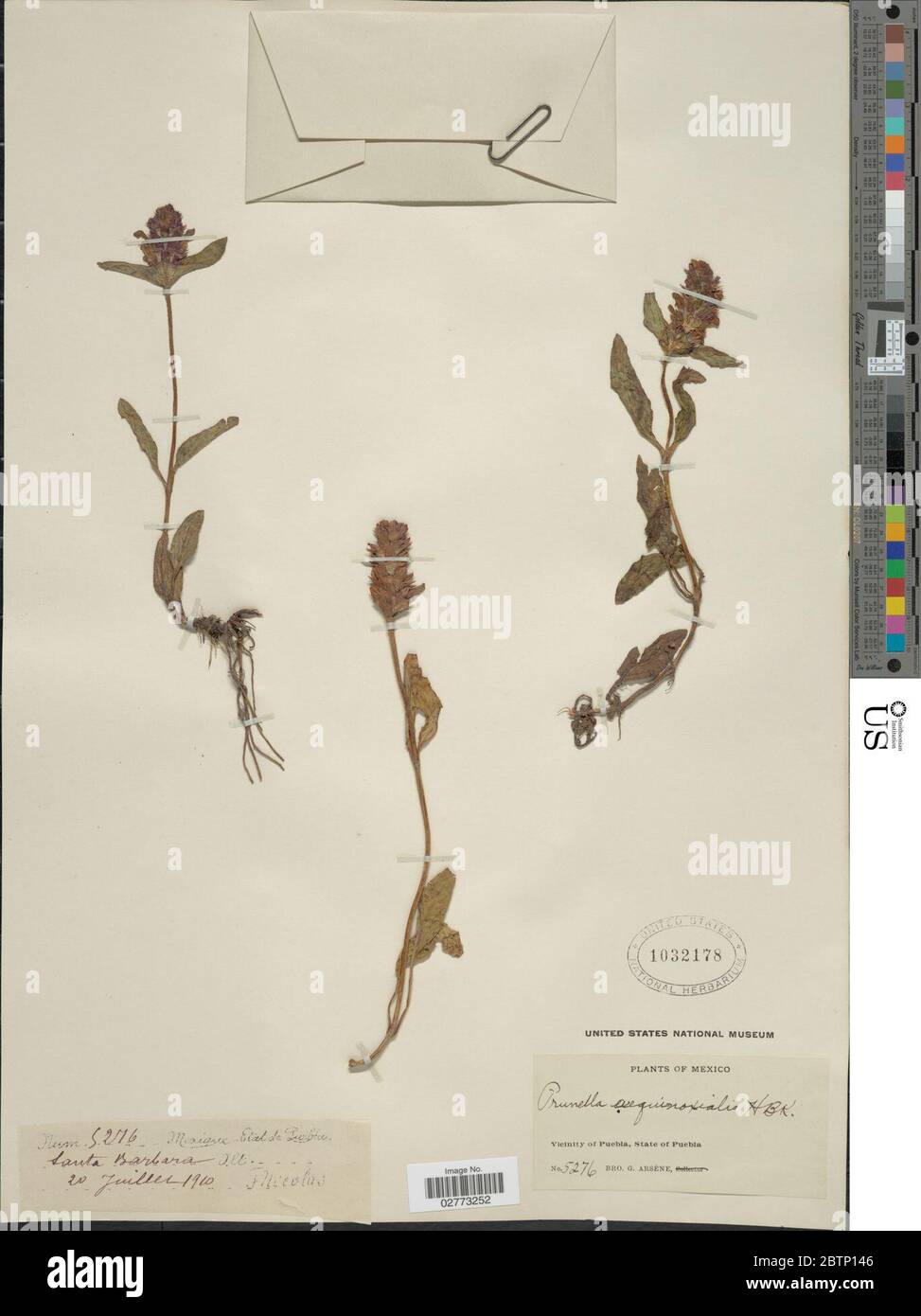 Prunella vulgaris L Stock Photo - Alamy