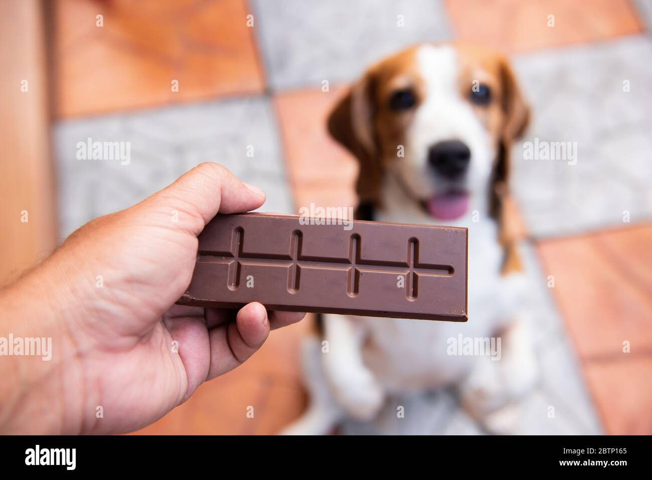 The Hand Of A Person Is Giving Chocolate To A Pet To Eat But Animals Can T Eat Chocolate It Contains Caffeine Theobromine Which Is Dangerous For P Stock Photo Alamy