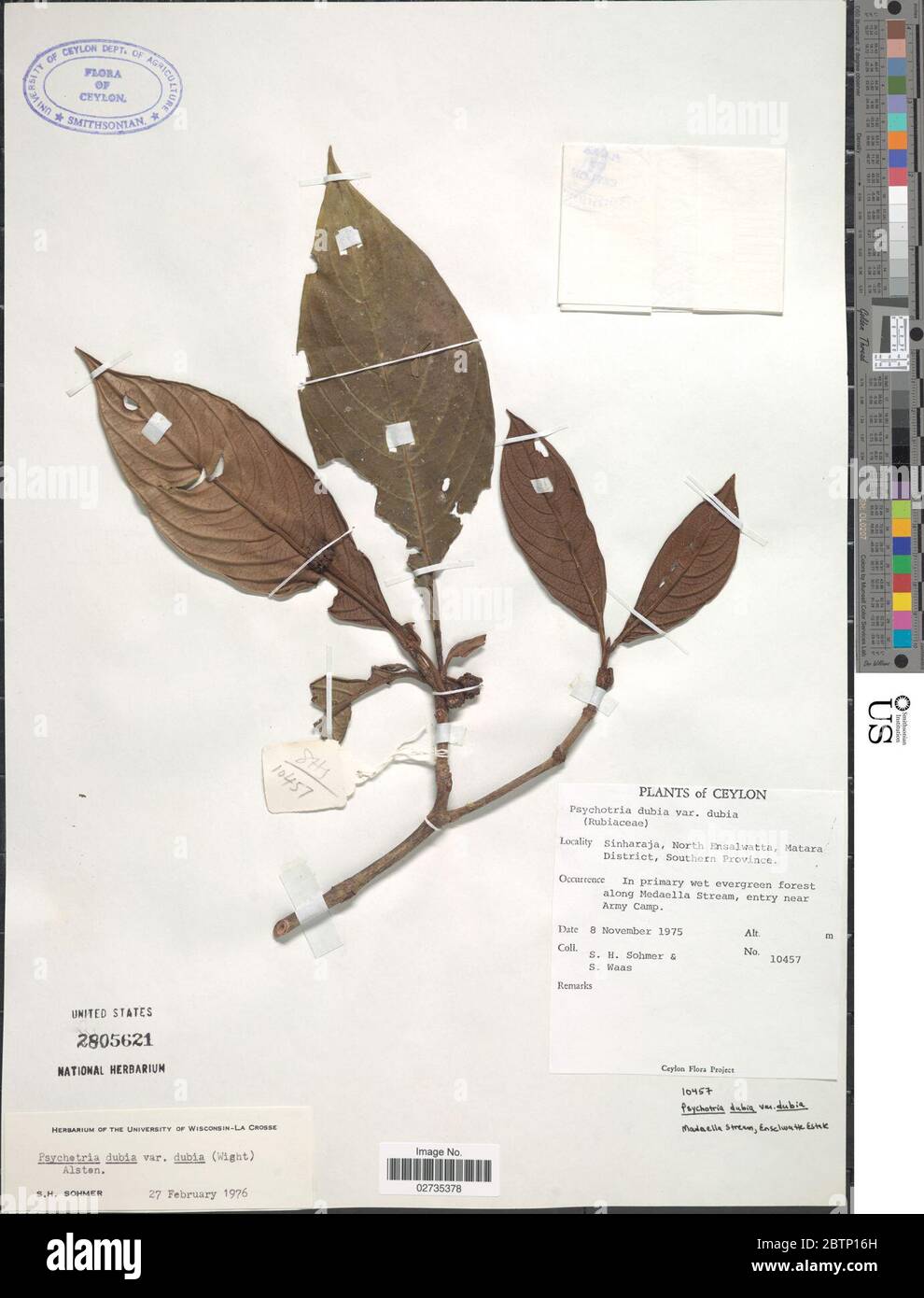 Psychotria dubia Wight Alston. Stock Photo