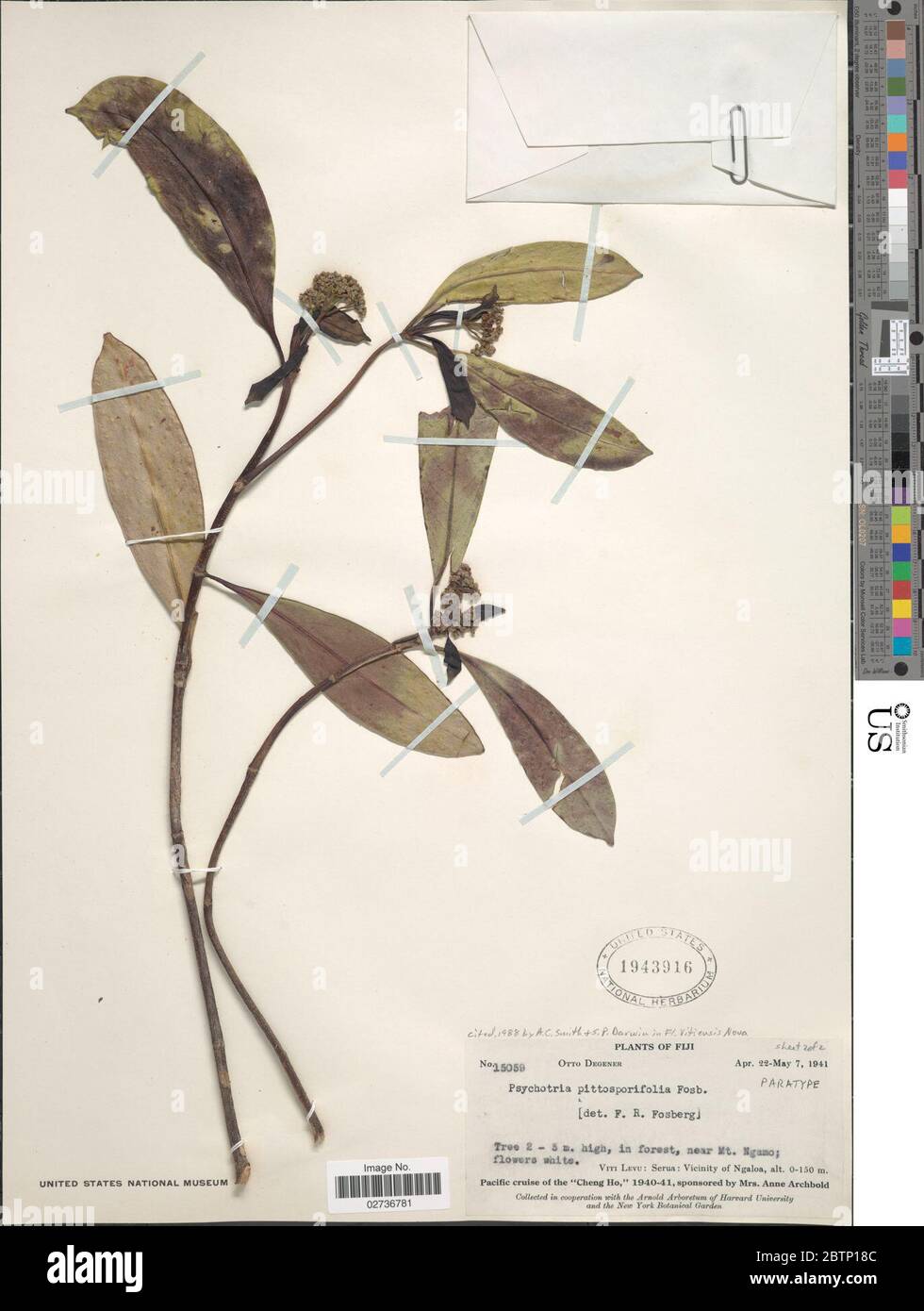 Psychotria pittosporifolia Fosberg. Stock Photo