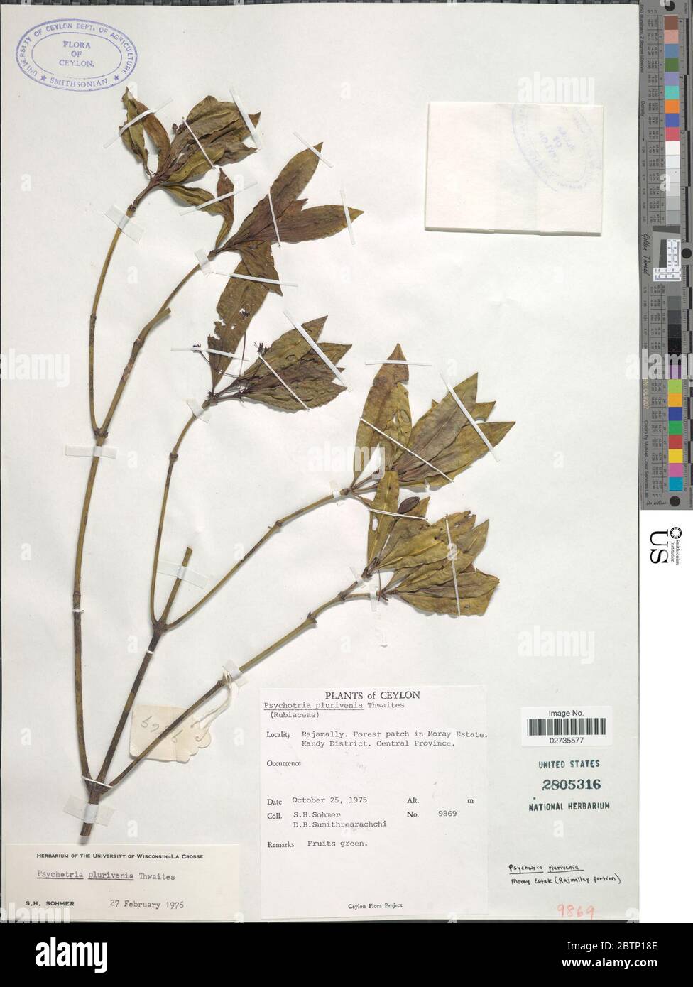 Psychotria plurivenia Thwaites. Stock Photo