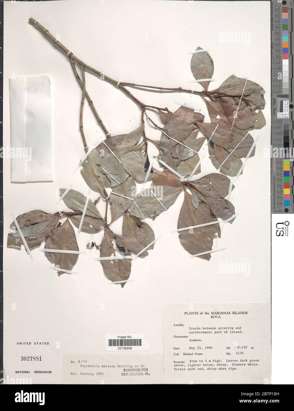 Psychotria mariana Bartl ex DC. Stock Photo